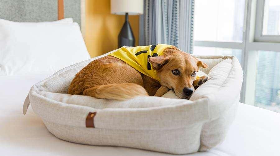 Aparthotel Sentral Michigan Avenue Chicago Servicios foto A dog in a dog bed
